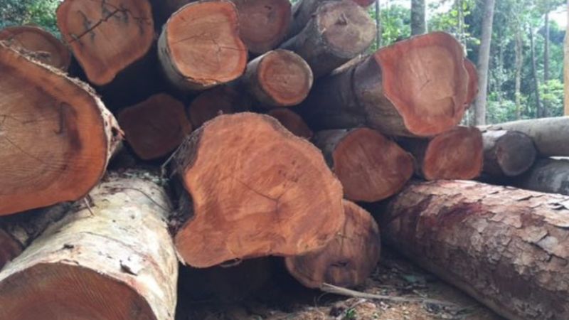 vân gỗ xà cừ tự nhiên màu nâu đỏ